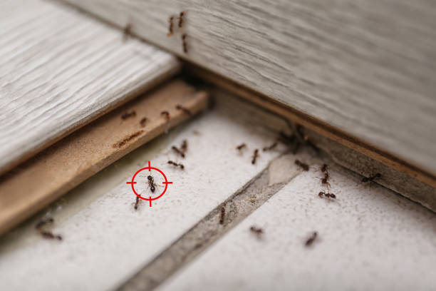 Best Cockroach Control Services  in Absecon Highlands, NJ