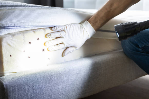 Best Pest Removal Services  in Absecon Highlands, NJ