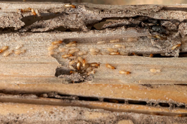 Best Insect Control  in Absecon Highlands, NJ