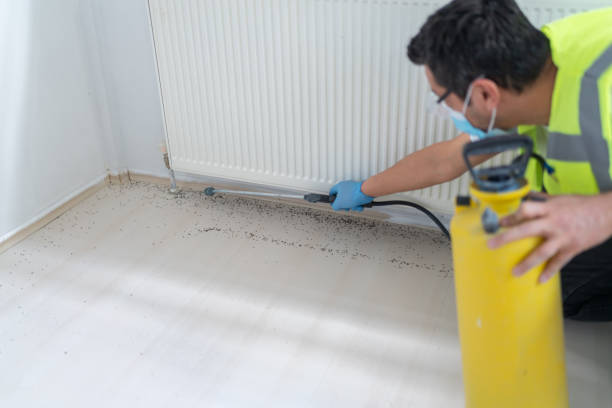 Wasp Removal Services in Absecon Highlands, NJ